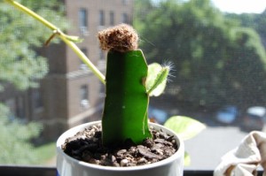 Как кактусы размножаются