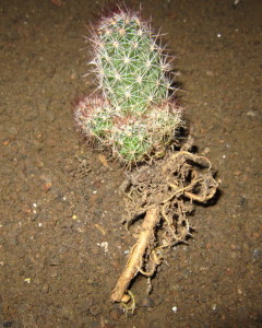 Корневая система кактуса