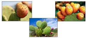 Семена и плоды кактусов