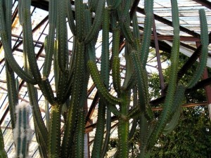 Влияние гормонов на биологические процессы кактусов