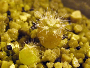 Выращивание кактусов в условиях гидропонии