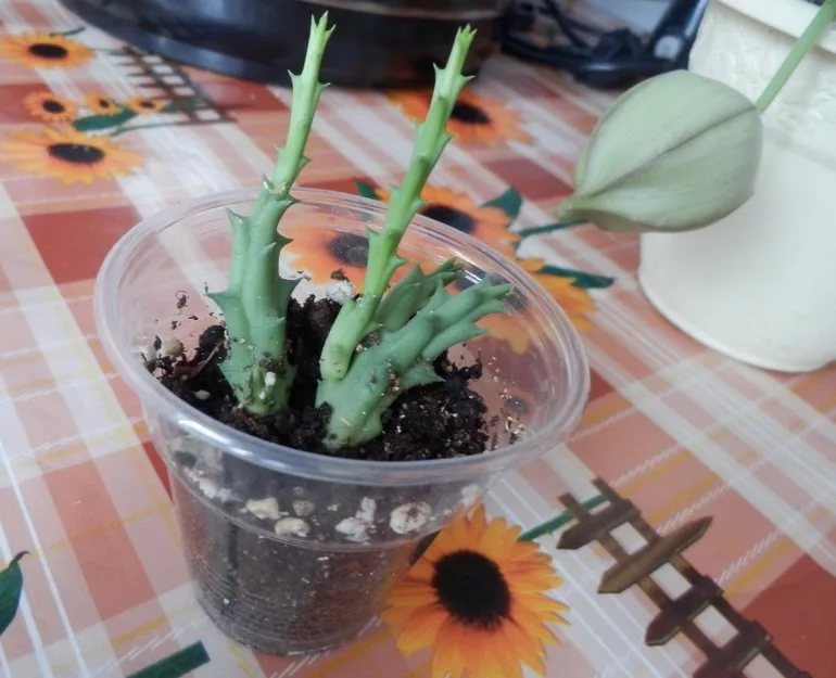 Черенкование и укоренение роста кактуса