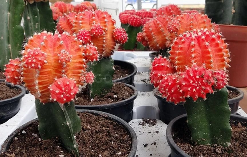 Размножение цветных кактусов прививкой
