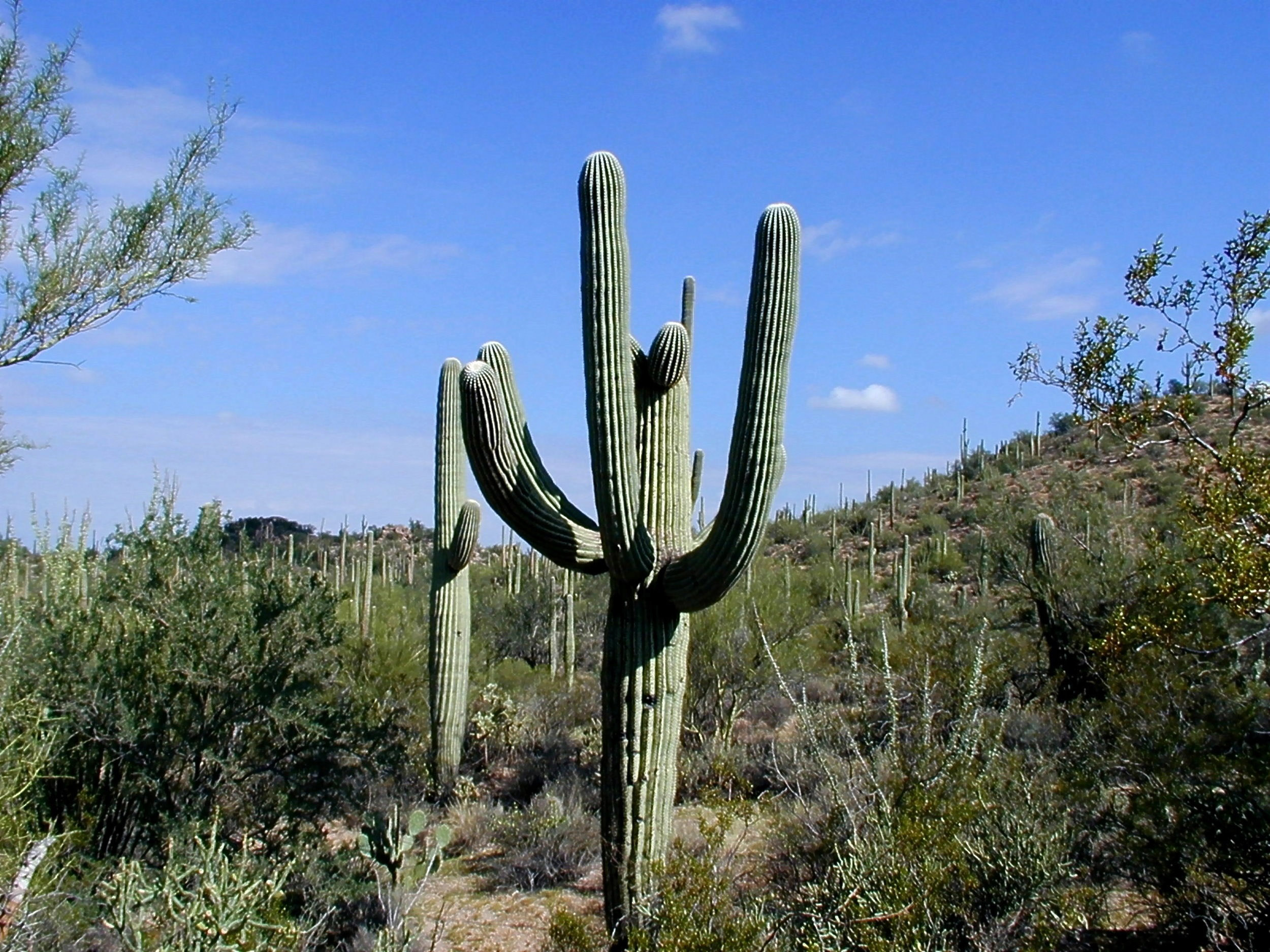 Сагуаро или Карнегия гигантская (англ. Giant Saguaro или Carnegiea gigantea)