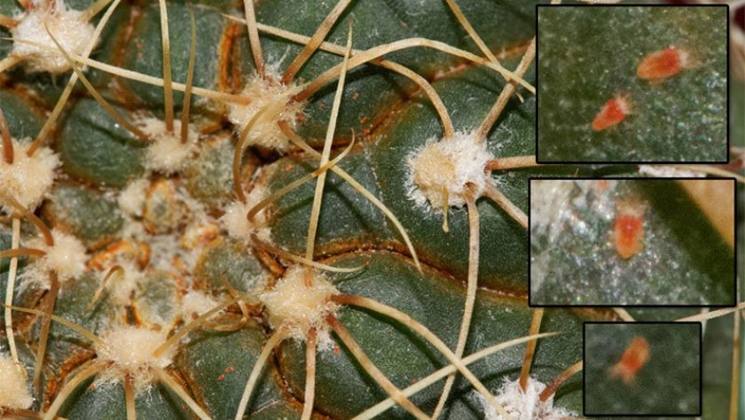 Наиболее распространенные болезни и вредители кактусов