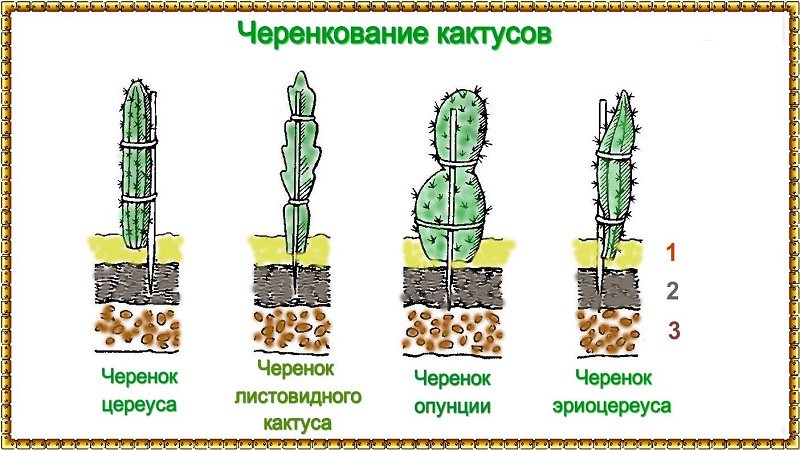 Размножение кактусов при пмощи черенков