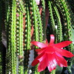 Род кактусов - Апорокактус. Описание с видео