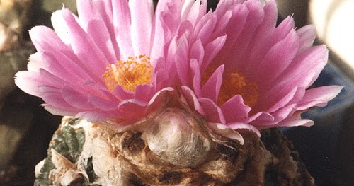 Розеокактус растрескавшийся (Roseocactus fissuratus)