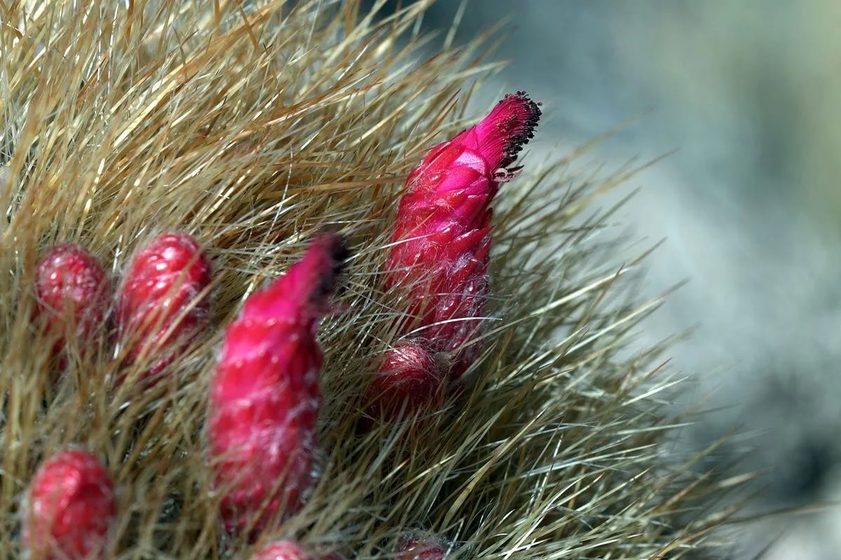 Денмоза розовоколючковая (Denmoza rhodacantha)