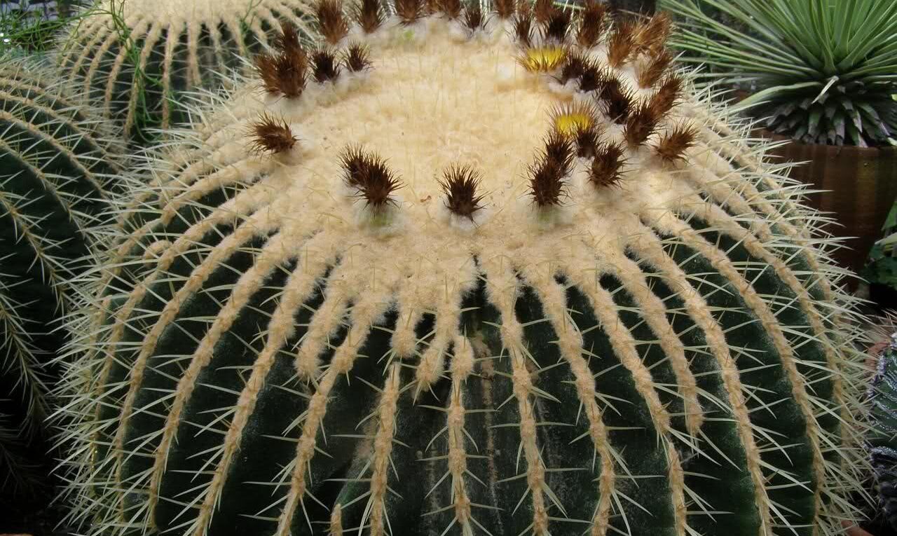 Эхинокактус (Echinocactus)