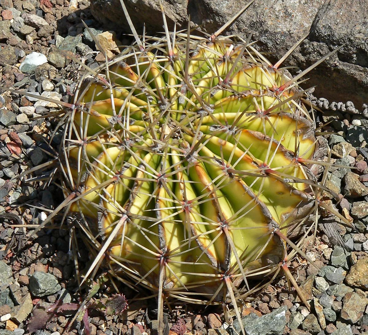 Ферокактус (Ferocactus echidne)