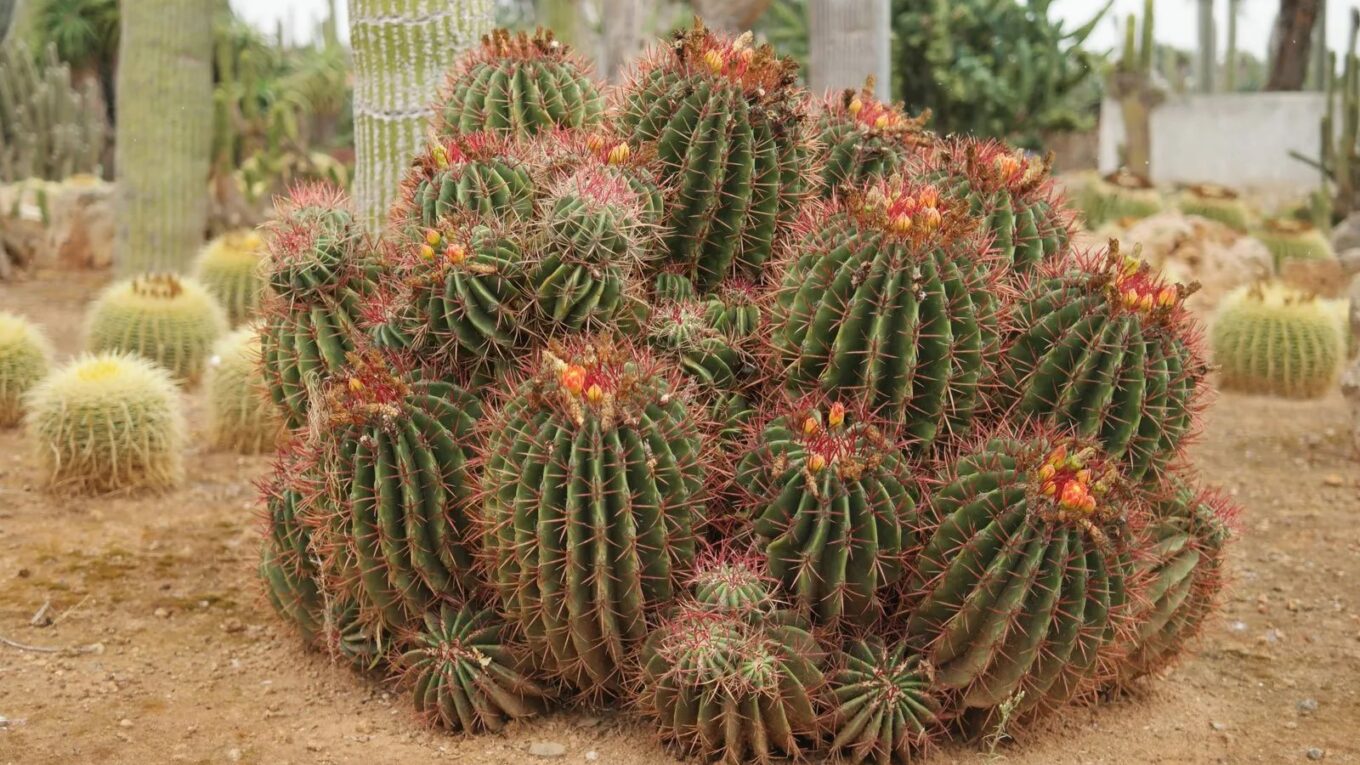 Род кактусов - Ферокактус