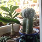 Как прививать кактусы в домашних условиях? Инструкция и видео