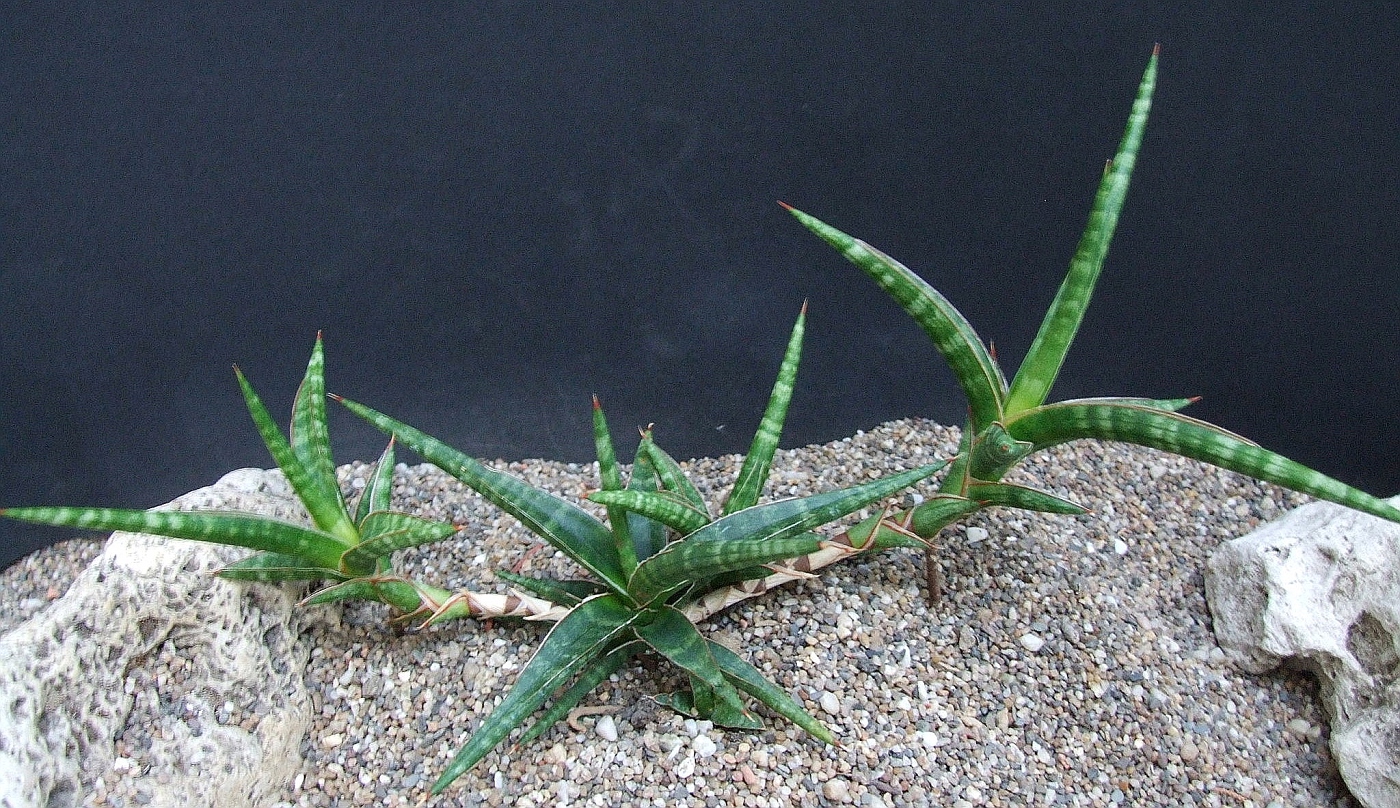 Сансевьера грациозная (S. gracilis)