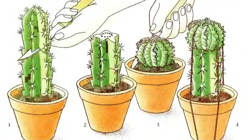 Вегетативное размножение кактусов