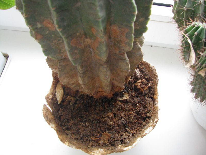 Болезни и вредители кактусов