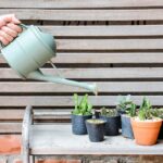 Кактусы — как поливать дома